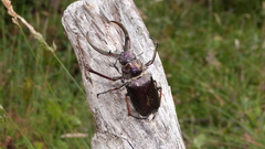 Sphaenognathus feisthamelii