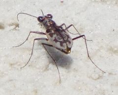 Ellipsoptera marginata