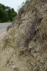 Physaria engelmannii
