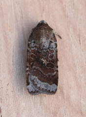 Abagrotis scopeops
