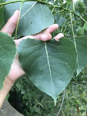 Populus deltoides monilifera