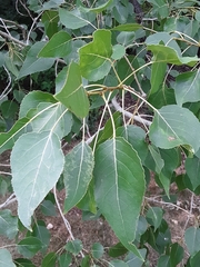 Populus × acuminata