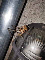 Eupholidoptera megastyla