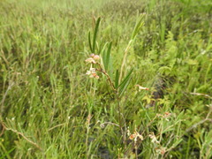 Andromeda polifolia glaucophylla