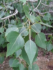 Populus × acuminata