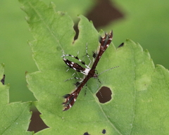Geina tenuidactylus