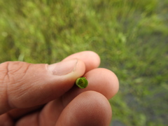 Equisetum fluviatile