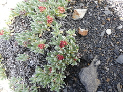 Eriogonum androsaceum