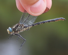 Arigomphus cornutus