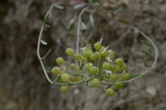 Physaria engelmannii
