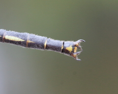 Arigomphus cornutus