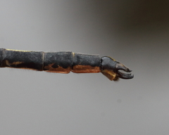 Arigomphus cornutus