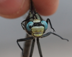Arigomphus cornutus