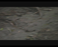 Arremonops rufivirgatus