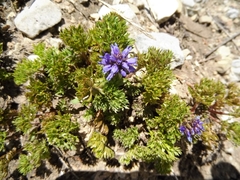 Veronica paysonii