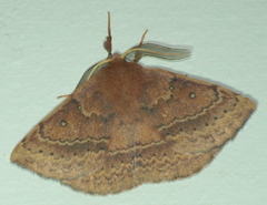 Anthela repleta