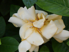Gardenia jasminoides