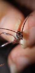 Cerambycinae