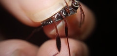 Cerambycinae
