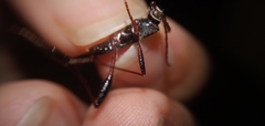 Cerambycinae