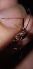 Cerambycinae