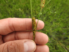 Carex lasiocarpa