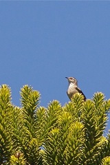 Leptasthenura setaria