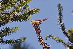 Leptasthenura setaria