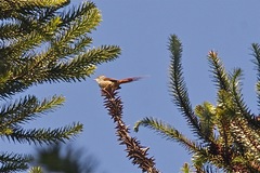 Leptasthenura setaria