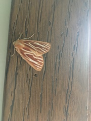 Sabulodes niveostriata