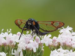 Synanthedon myopaeformis