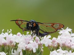 Synanthedon myopaeformis