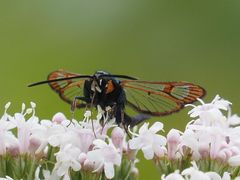 Synanthedon myopaeformis