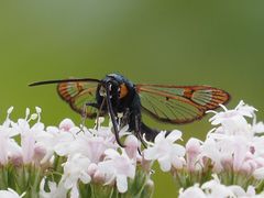 Synanthedon myopaeformis