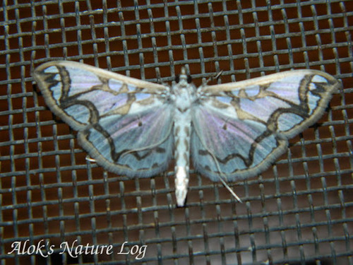 Polythlipta cerealis (Polythlipta cerealis)