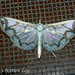 Polythlipta cerealis - Photo (c) 112602805110920073392, some rights reserved (CC BY-NC-SA), uploaded by 112602805110920073392