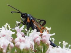 Synanthedon myopaeformis