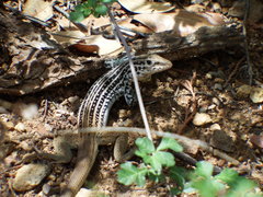 Aspidoscelis scalaris