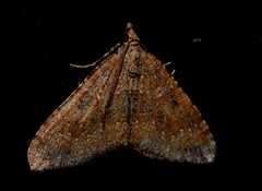Epyaxa agelasta