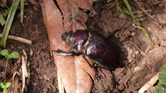 Sphaenognathus prionoides