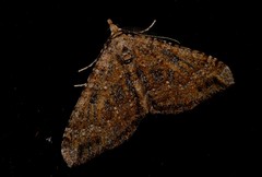 Epyaxa agelasta