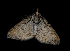 Epyaxa agelasta