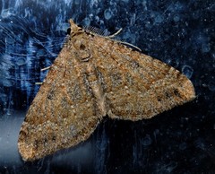 Epyaxa agelasta