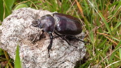 Sphaenognathus bordoni