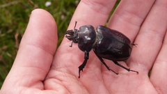 Sphaenognathus bordoni