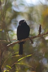 Knipolegus cyanirostris