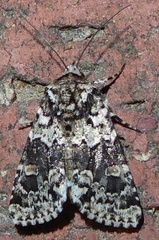 Lacinipolia strigicollis
