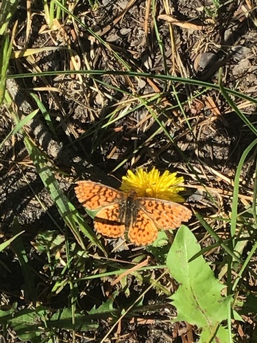 Relict Fritillary photo 3