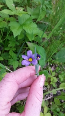 Sisyrinchium montanum