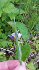 Sisyrinchium montanum